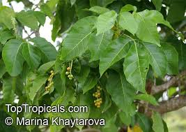 Image result for Allophylus