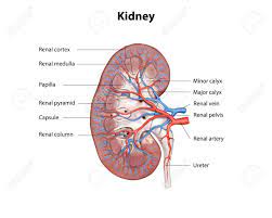 Filter out toxins/wastes and reabsorbs useful nutrients. Human Kidney Cross Section Scientific Background Anatomy Urinary Stock Photo Picture And Royalty Free Image Image 146618006
