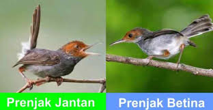 Cikrak daun mountain warbler phylloscopus trivirgatus jenis burung cara membedakan kurincang jantan dan betina. Cara Membedakan Burung Prenjak Jantan Dan Betina Ilmu Peternakan