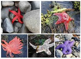 The sunflower sea star, or more commonly known as the sunflower starfish is the largest of all the sea star species, capable of reaching an arm span of 1 meter (3 ft. Sea Star Wasting Syndrome U S National Park Service