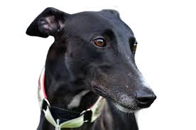 Get a greyhound that is right for you at greyhound pets of amarica charlston.com and. Greyhound Streuner Co Wir Helfen Greyhounds Und Streunern In Not