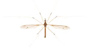 Leatherjackets And Chafer Grubs