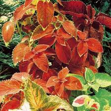 Image result for Coleus thyrsoideus