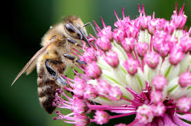 Raising honey bees ensures better pollination of flowering plants. Plants That Keep Bees Away Simplemost