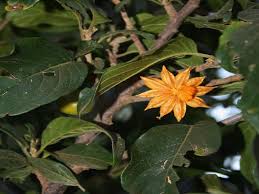 Image result for Turraea floribunda