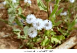 Image result for Pseudoconyza viscosa