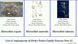 Image result for Harpachne schimperi