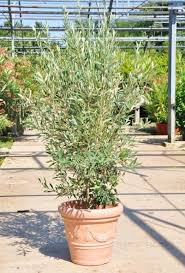Olivenbaum Hojiblanca Busch Frosthart Olivenbaum Vorgarten Pflanzen Kubelpflanzen
