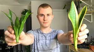 Snake plant or mother in law's tongue is a desirable houseplant because of its low maintenance nature and unique appearance. Salvaging Your Houseplants From Root Rot Youtube