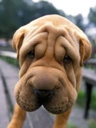 All About Our Pets Pets Cute Animals Animal Lover