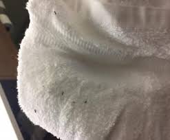 Открыть страницу «holiday inn» на facebook. Holiday Inn Customer Service Complaints Department Hissingkitty Com
