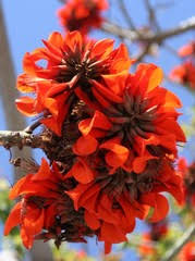 Image result for Galopina circaeoides