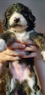 Maybe you would like to learn more about one of these? Goldendoodle Puppies For Sale Colorado Springs Co 358556