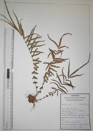 Image result for Pteris burtonii