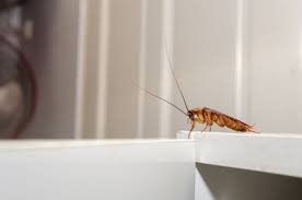 This is pesticides control product act. Best Pest Control Service For Bed And Cockroach Exterminator In Toronto Best Pest Control Pest Management Pest Control