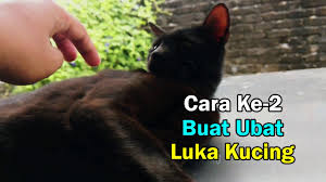 Petua mak cik bedah : Ubat Selsema Kucing Tradisional Ubat Selsema Kanak Kanak Ubat Selsema Bayi Ubat Selsema Tradisional Senarai Nama Ubat Selsema Petua Ubat Selsema Price Hurixs Sirap Ubat Batuk Gamat Madu Plus 60ml New