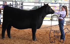 Profile for Pursuit of Purple