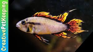 They are also known as the cockatoo dwarf cichlid or crested dwarf cichlid. Colorful Nano Fish Apistogramma Cacatuoides Double Red Youtube