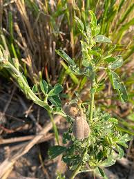 Image result for Crotalaria mocubensis