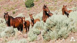 Volunteers Work To Reduce Wild Horse Population Nevada Current