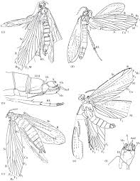 Litteraly 90% of somalis have the same skin tone as other black africans except nilotics who are darker. The Khasurty Fossil Insect Lagerstatte Springerlink