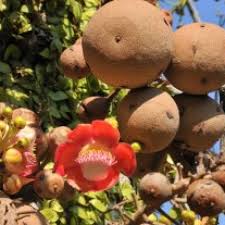 They look like big rusty cannonballs hanging in clusters, like balls on a string. Buy Kailashpati Nagalinga Plant Online At Low Price On Plantsguru Com