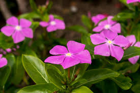 Flowering bushes in north texas. Best Flowers To Plant In North Texas Top 5 Blooming Flowers