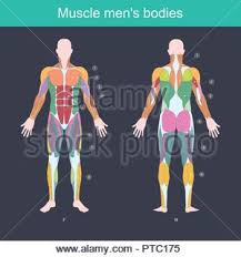 Muscles labeled front and back. Muscle Is The Part Of The Body That Exerts And Control The Movement Of The Internal Organs Illustration Front And Back Side Stock Vector Image Art Alamy