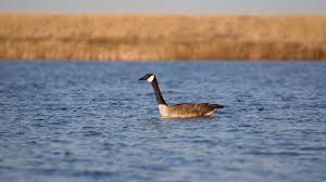 Get rid of geese and keep geese away | away with geese. Fair Chase Or Taboo Is It Ok To Pond Swat Geese Meateater Hunting