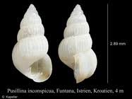 Image result for Gnidia inconspicua