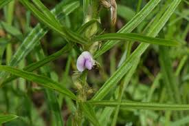 Image result for Dolichos sericeus