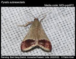 Image result for Pyralis lienigialis