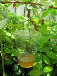 Raspberry pest management for home gardeners. Vinegar Fruit Fly Traps For The Raspberry Patch Sweet Domesticity Fruit Fly Trap Fruit Flies Fly Traps