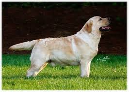 The puppies were born on march 31st driving them to two months. Puppies Nursery Lakota Labrador Retrievers Quality English Labrador Puppies For Sale In Vermont Labrador Retrievers Br Labrador Retriever Labrador Dogs