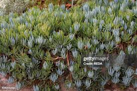 Image result for tbn:HNtrRnQBmFuaxM::www.bluechopsticks.com/img_large/800CC_0805S1015.jpg