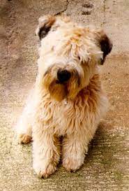 Soft Coated Wheaten Terriers Norfolk Onlyhobbsandwheatens Co Uk Soft Coated Wheaten Terrier Wheaton Terrier Purebred Dogs