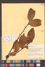 Image result for Zygophlebia villosissima