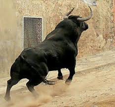 Ai Ta O Toiro Majestic Animals Animals Beautiful Animals