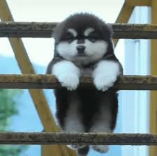 Check spelling or type a new query. Pin On Animals