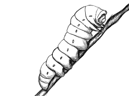 How to draw a cute caterpillar? How To Draw A Caterpillar Draw Central