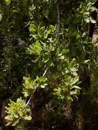 Image result for Pappea capensis