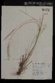 Image result for Eragrostis cylindriflora