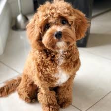 Rat terrier , chihuahua mix puppies. Craigslist Tri Cities Pets