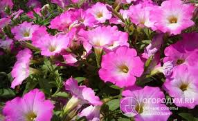 Petunias with 3 colors are labeled 'morn' types, hence the name 'pink morn' (silvery pink flowers with cream centers and a yellow throat). Petuniya Opera Opisanie Sortov S Foto Otzyvy Cvetovodov Sovety Po Uhodu