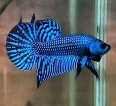 Wild Betta Hybrid Blue Male From Thailand Pet Supplies Fish Aquariums Live Fish Ebay Betta Aquarium Betta Pet Fish