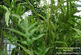 Image result for Microsorum scolopendria