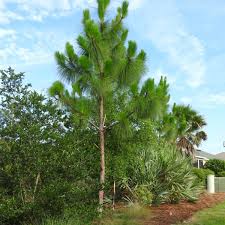 Image result for Pinus