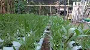 Menarik minat para siswazah menceburkan diri dalam bidang pertanian. Jabar Hadapi Krisis Petani Muda Dan Tantangan Teknologi Bandungbergerak Id