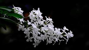 Dxy is more of a vertical community (a type of virtual community) than a traditional social network service. ç™½ä¸é¦™å'Œç´«ä¸é¦™çš„åŒºåˆ« èŠ±ç™¾ç§'