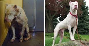 Donate to animal rescue as a gift or memorial, and we will mail a free acknowledgement card within 24 hours. 30 Photos Of Dogs Before After Their Adoption That Will Melt Your Heart Bored Panda